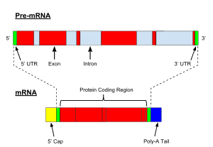 thumbnail of dbpedia resource