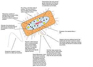 thumbnail of dbpedia resource