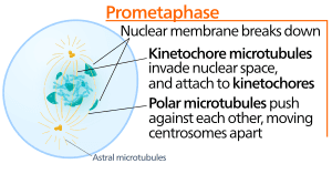 thumbnail of dbpedia resource