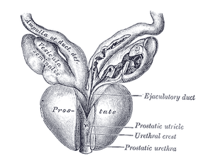 thumbnail of dbpedia resource