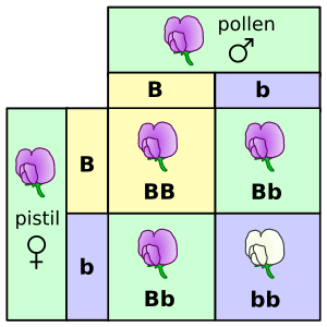 thumbnail of dbpedia resource