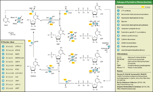 thumbnail of dbpedia resource