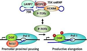 thumbnail of dbpedia resource