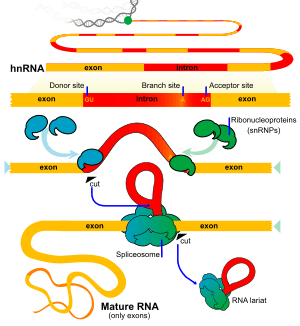 thumbnail of dbpedia resource