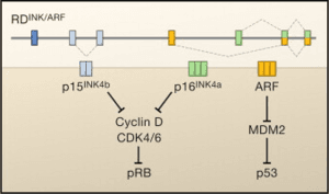 thumbnail of dbpedia resource