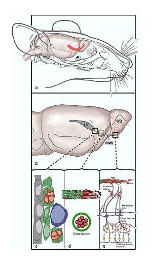 thumbnail of dbpedia resource