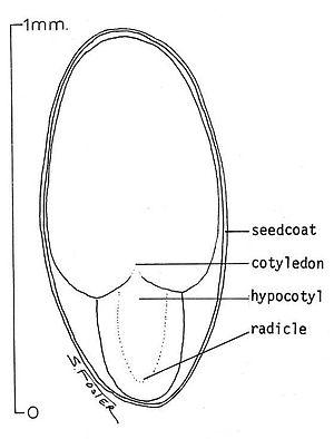 thumbnail of dbpedia resource