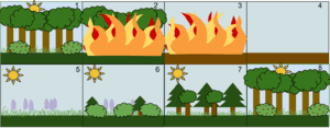 thumbnail of dbpedia resource