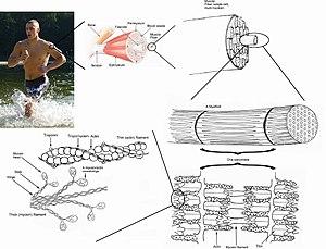 thumbnail of dbpedia resource