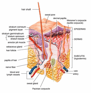 thumbnail of dbpedia resource