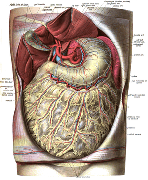 thumbnail of dbpedia resource