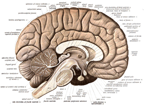 thumbnail of dbpedia resource