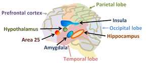 thumbnail of dbpedia resource