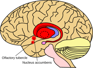 thumbnail of dbpedia resource