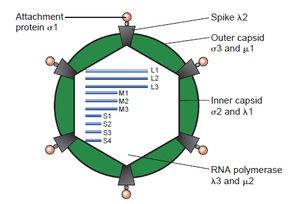 thumbnail of dbpedia resource