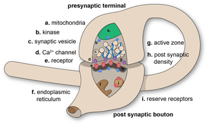 thumbnail of dbpedia resource