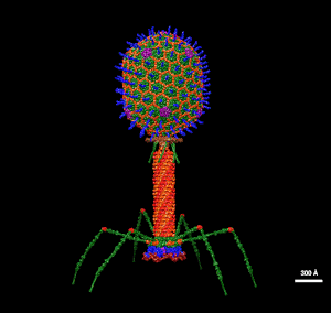 thumbnail of dbpedia resource