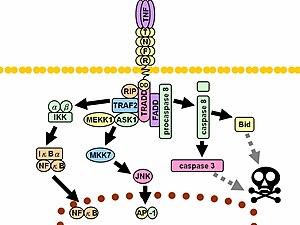 thumbnail of dbpedia resource