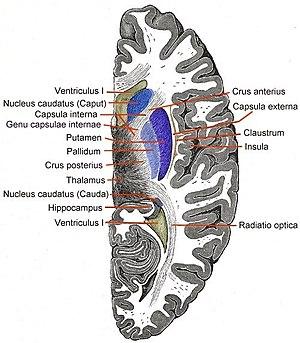 thumbnail of dbpedia resource