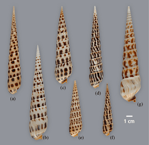 thumbnail of dbpedia resource