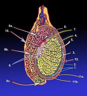 thumbnail of dbpedia resource