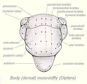 thumbnail of dbpedia resource