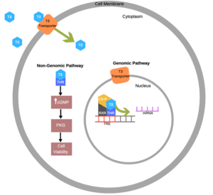 thumbnail of dbpedia resource