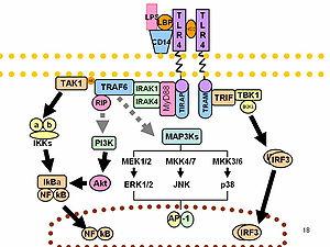 thumbnail of dbpedia resource