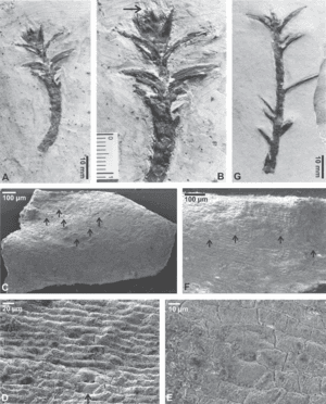 thumbnail of dbpedia resource