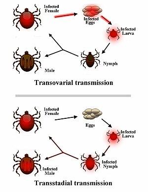 thumbnail of dbpedia resource