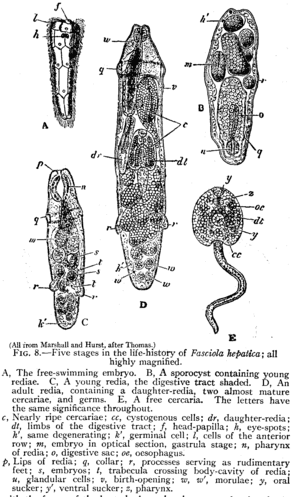 thumbnail of dbpedia resource