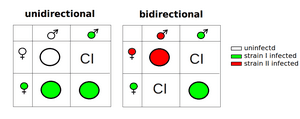 thumbnail of dbpedia resource