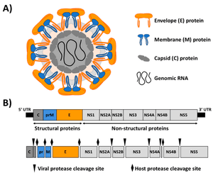 thumbnail of dbpedia resource