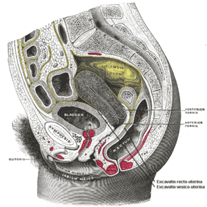 thumbnail of dbpedia resource