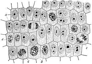 thumbnail of dbpedia resource