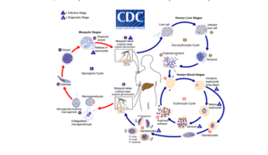 thumbnail of dbpedia resource