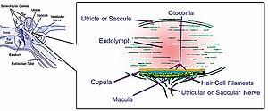 thumbnail of dbpedia resource