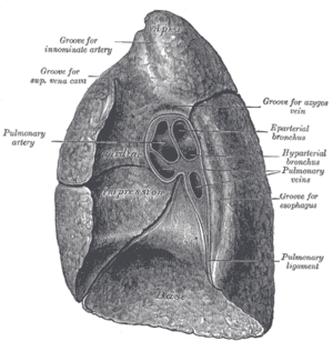 thumbnail of dbpedia resource