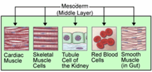 thumbnail of dbpedia resource